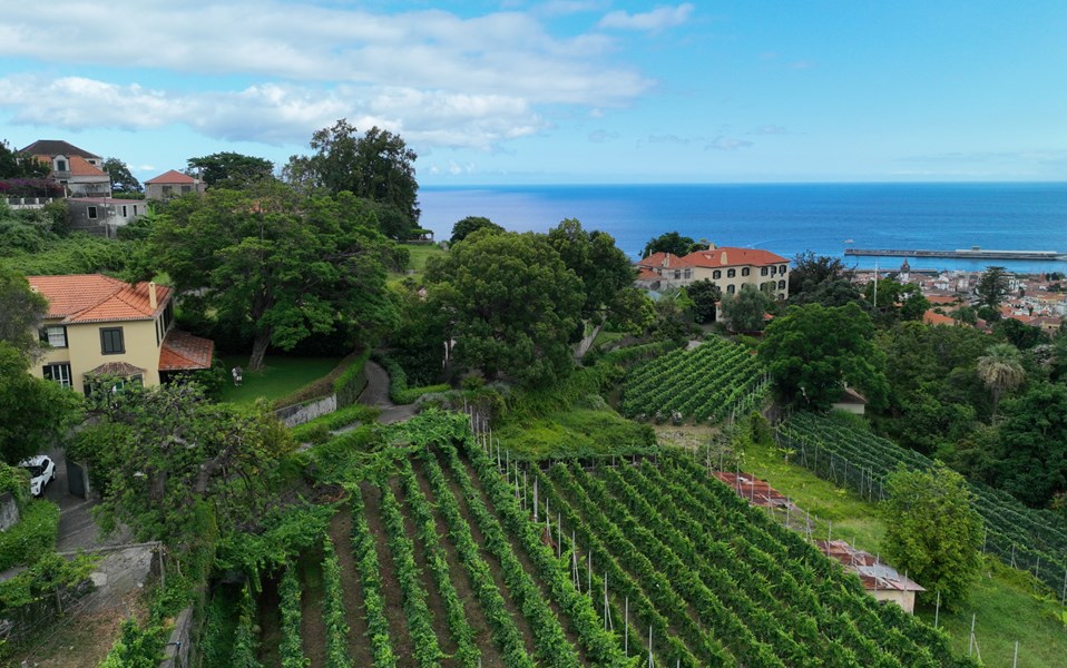 Wine Experience <br>
Funchal